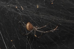 Euprosthenops australis