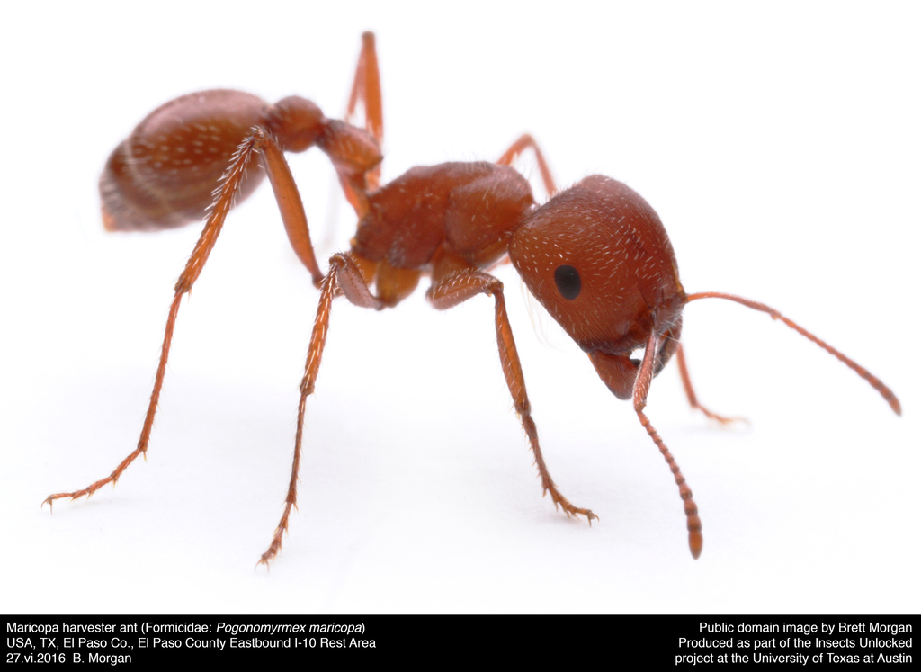 Maricopa Harvester Ant