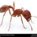 Maricopa Harvester Ant - Photo Insects Unlocked
, no known copyright restrictions (public domain)
