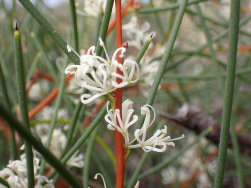 Hakea vittata R.Br.