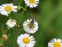 Chlorophorus diadema