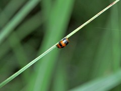 Physosmaragdina nigrifrons