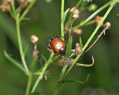 Popillia quadriguttata