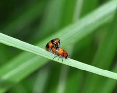 Physosmaragdina nigrifrons