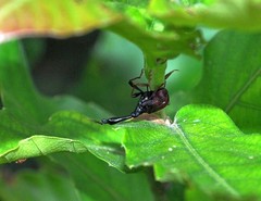 Paracycnotrachelus