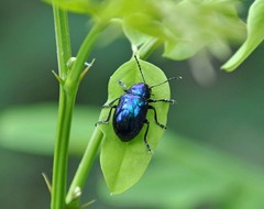 Chrysochus chinensis