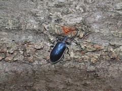 Cerogria janthinipennis