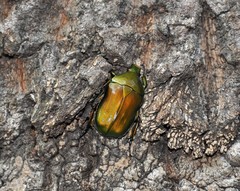 Pseudotorynorrhina japonica