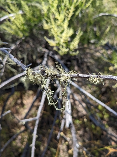 iNaturalist observation photo of lace lichen