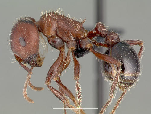 Bicolored Harvester Ant