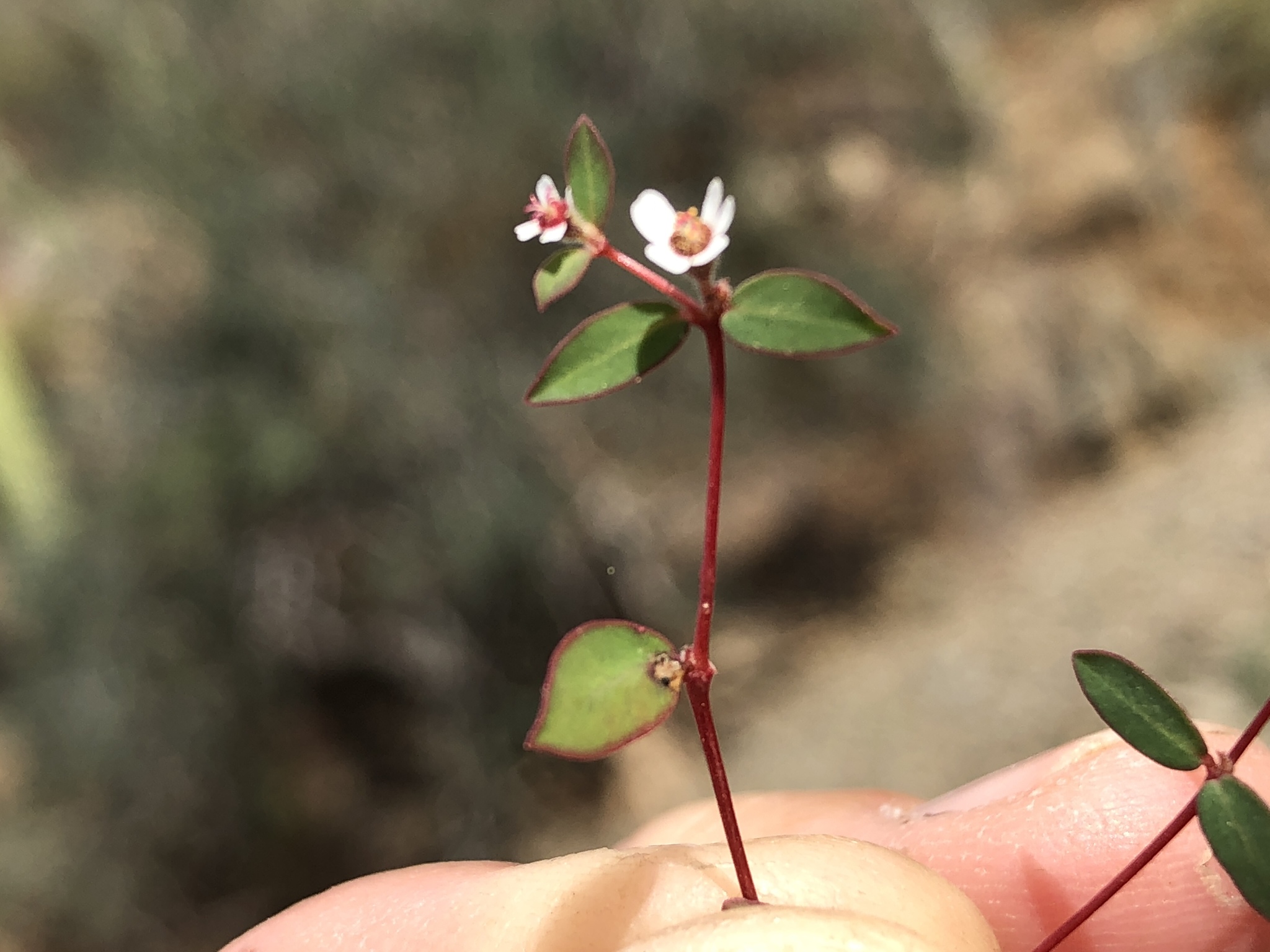 Euphorbia cerralvensis