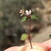 Euphorbia cerralvensis - Photo (c) jrebman,  זכויות יוצרים חלקיות (CC BY-NC), הועלה על ידי jrebman