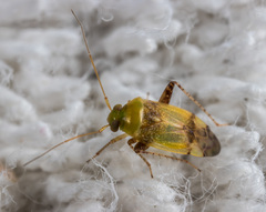 Anthophilolygus bakeri