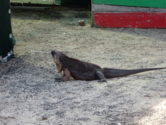Cyclura cychlura