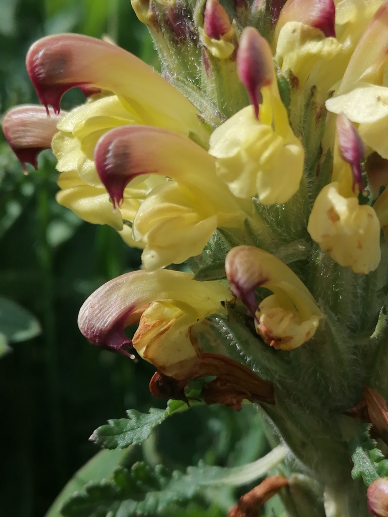 Pedicularis chroorrhyncha
