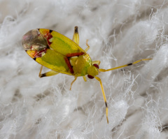 Michailocoris chinensis