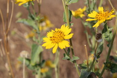 Verbesina encelioides