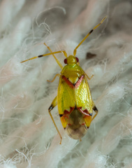 Michailocoris chinensis