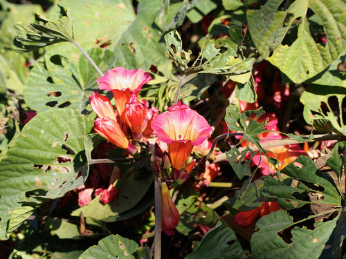 hawaiian sunset vine