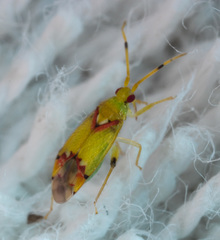 Michailocoris chinensis