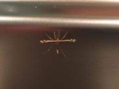 Amblyptilia pica