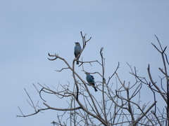 Thraupis glaucocolpa