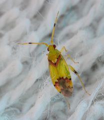 Michailocoris chinensis