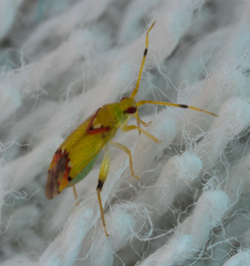 Michailocoris chinensis