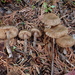 Inocybe moravica - Photo (c) Matthew Koons, some rights reserved (CC BY-ND), uploaded by Matthew Koons