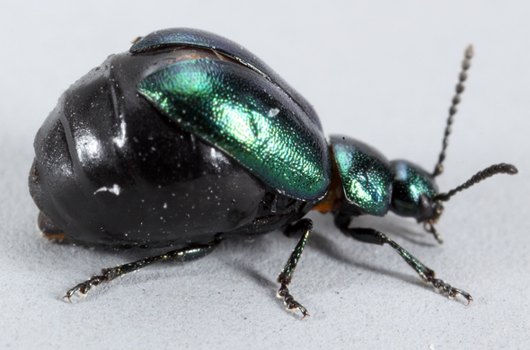 Blue Dock Beetle