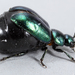 Blue Dock Beetle - Photo (c) Kerry Matz, some rights reserved (CC BY-NC-SA)