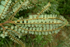 Sophora godleyi