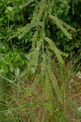 Sophora godleyi