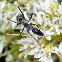 Camponotus angusticeps