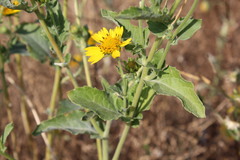 Verbesina encelioides