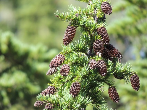 mountain hemlock