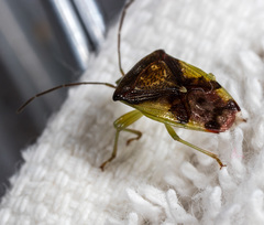 Elasmostethus nubilus