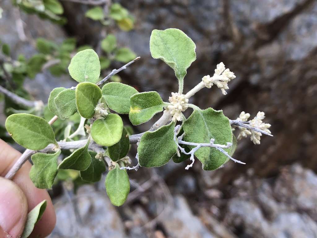 Iresine alternifolia