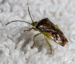 Elasmostethus nubilus