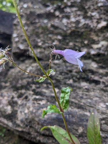 Image of Penstemon calycosus by (c) Alaina Krakowiak, some rights reserved (CC BY)