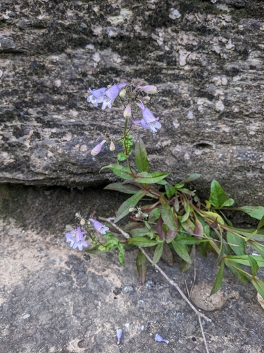 Image of Penstemon calycosus by (c) Alaina Krakowiak, some rights reserved (CC BY)