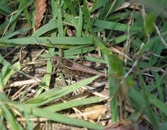 Shirakiacris shirakii
