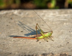 Conocephalus exemptus