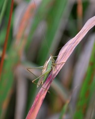 Conocephalus exemptus