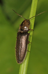 Hemicrepidius hemipodus