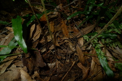 Parapolystichum microsorum pentangulare