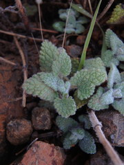 Italian Catmint (Nepeta italica)
