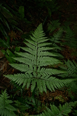 Parapolystichum microsorum pentangulare