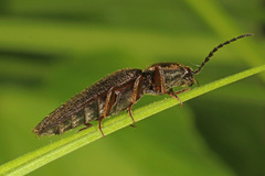 Hemicrepidius hemipodus