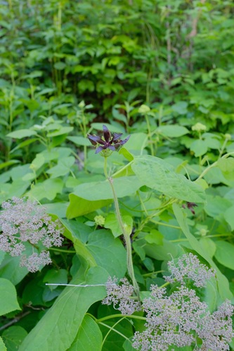 Image of Matelea decipiens by (c) Nathan Aaron, some rights reserved (CC BY)